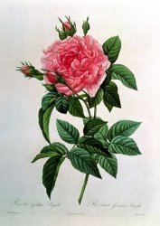Pierre Joseph Redoute Rosa Gallica Regallis
