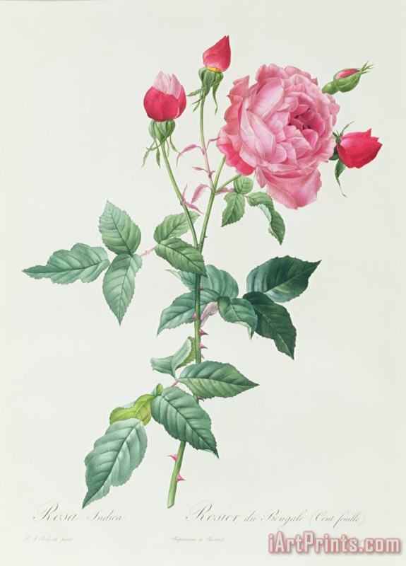 Rosa Indica painting - Pierre Joseph Redoute Rosa Indica Art Print