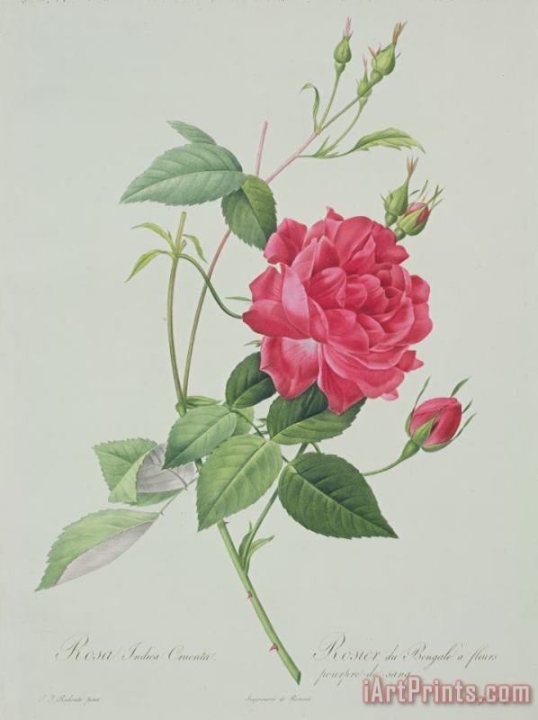 Rosa indica cruenta painting - Pierre Joseph Redoute Rosa indica cruenta Art Print