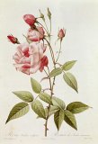 Rosa Indica Vulgaris by Pierre Joseph Redoute