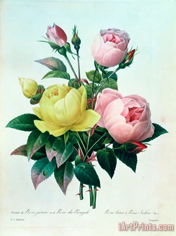 Rosa Lutea and Rosa Indica painting - Pierre Joseph Redoute Rosa Lutea and Rosa Indica Art Print