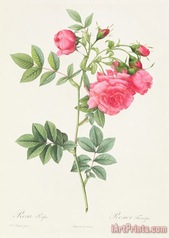 Pierre Joseph Redoute Rosa Pimpinellifolia Flore Variegato Art Print