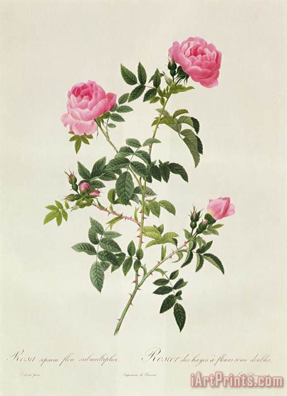 Pierre Joseph Redoute Rosa Sepium Flore Submultiplici Art Painting