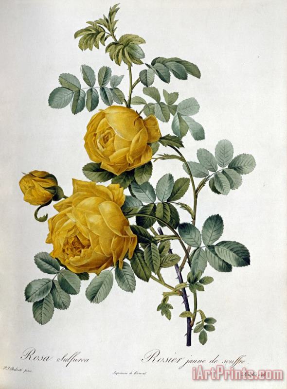 Pierre Joseph Redoute Rosa Sulfurea Art Print