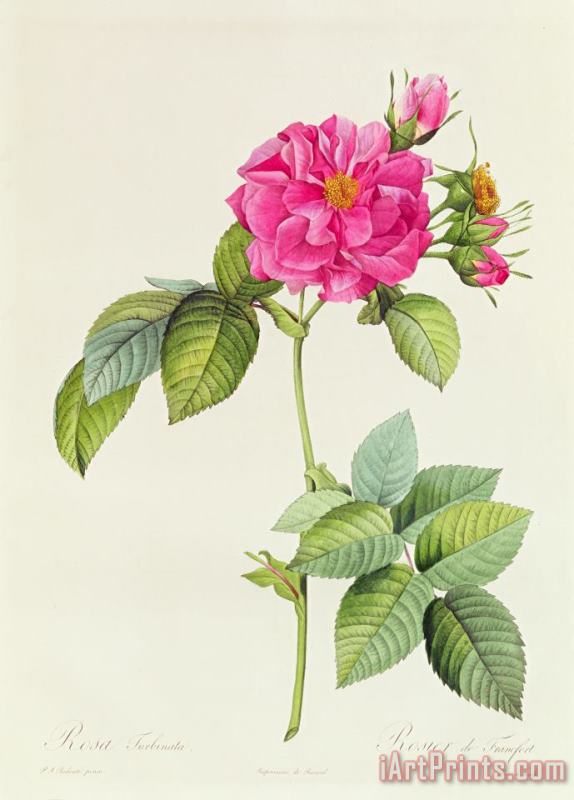 Rosa Turbinata painting - Pierre Joseph Redoute Rosa Turbinata Art Print