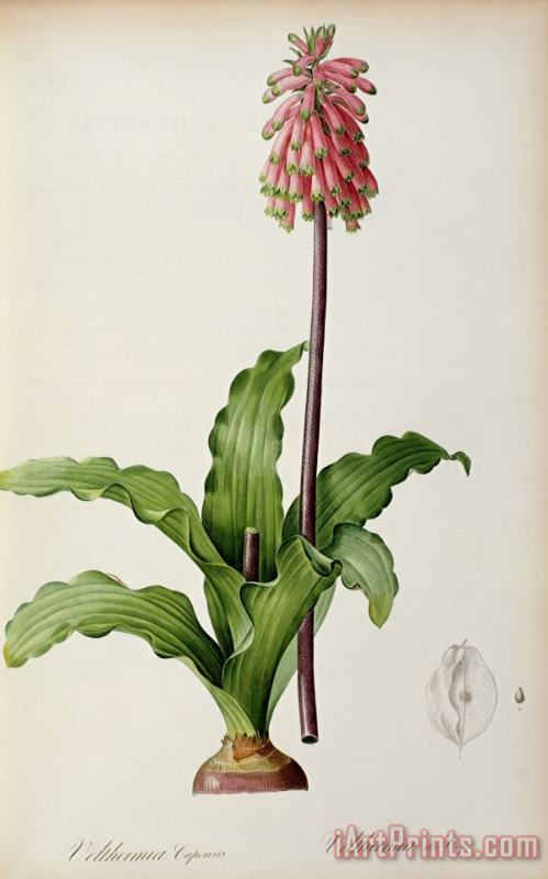 Pierre Joseph Redoute Veltheimia Capensis Art Print