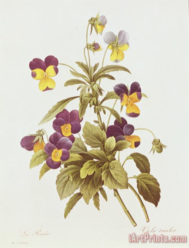 Pierre Joseph Redoute Viola Tricolour Art Print