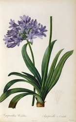 Pierre Redoute Agapanthus umbrellatus