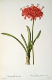 Amaryllis Curvifolia by Pierre Redoute
