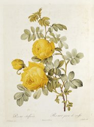 Pierre Redoute Rosa Sulfurea