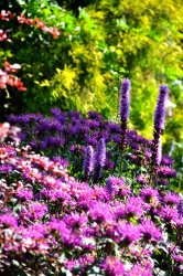 Pol Ledent Garden flowers 3