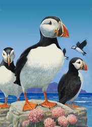 R B Davis Puffins painting