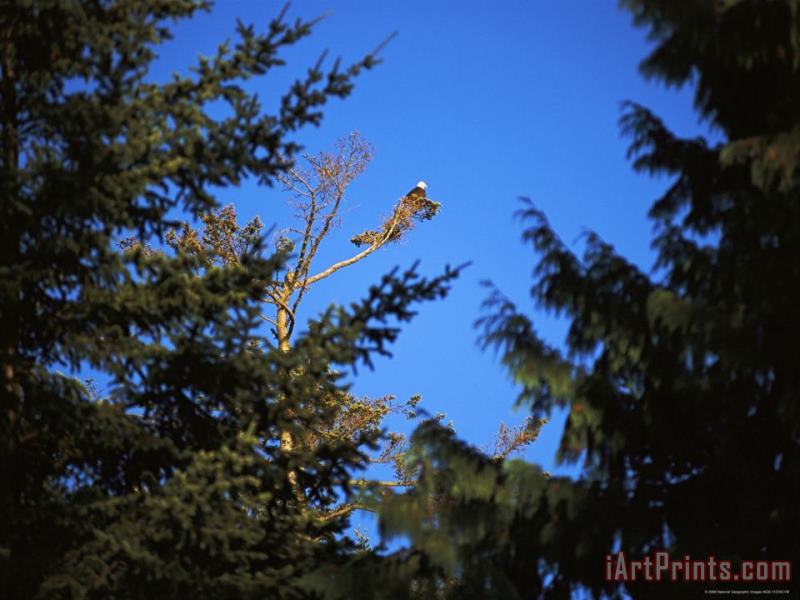 A Bald Eagle Haliaeetus Leucocephalus Rests in a Bare Tree Top painting - Raymond Gehman A Bald Eagle Haliaeetus Leucocephalus Rests in a Bare Tree Top Art Print