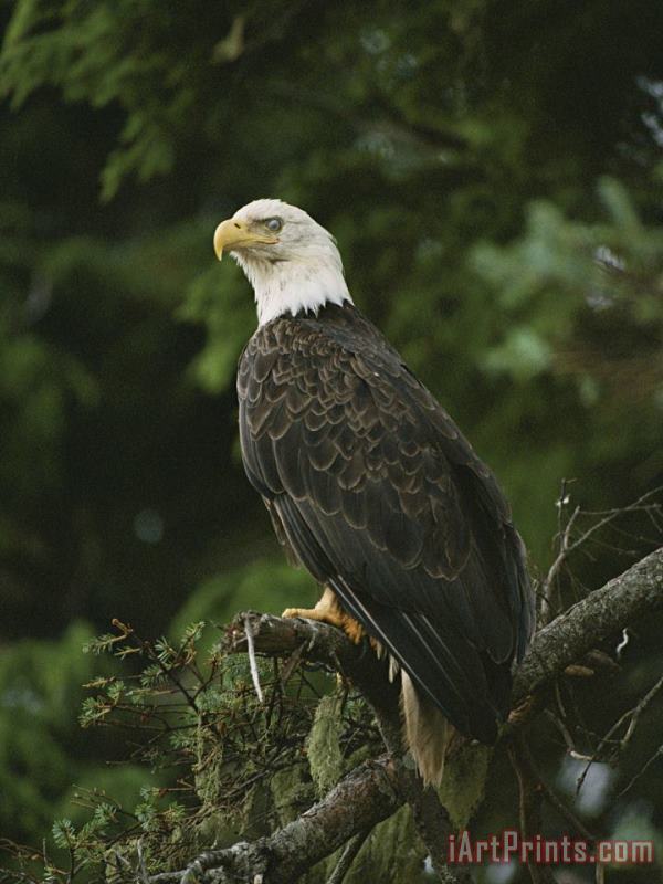 A Bald Eagle Perches Proudly on a Tree Branch painting - Raymond Gehman A Bald Eagle Perches Proudly on a Tree Branch Art Print