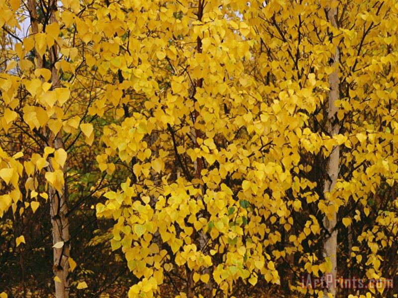 Raymond Gehman A Birch Tree Yellowed by The Autumn Season Art Painting