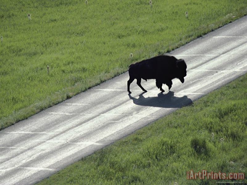 A Bison Bull Ambles Across Lamar Valley Road painting - Raymond Gehman A Bison Bull Ambles Across Lamar Valley Road Art Print