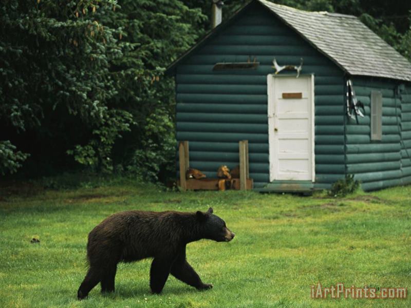 A Black Bear Looks for a Meal on The Grounds of The Taku Glacier Lodge painting - Raymond Gehman A Black Bear Looks for a Meal on The Grounds of The Taku Glacier Lodge Art Print