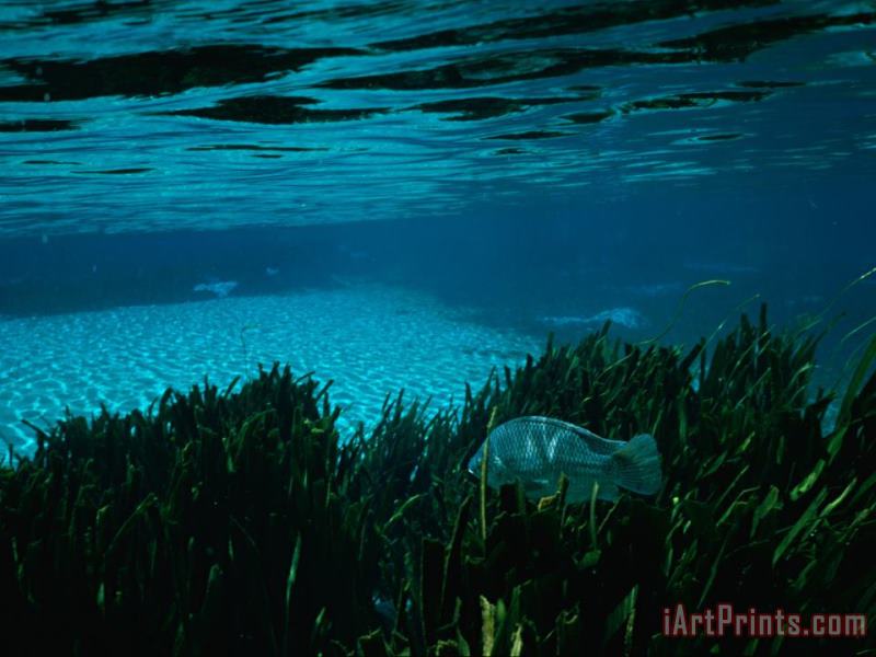 Raymond Gehman A Blue Tilapia Fish Swims Through The Clear Water Art Painting