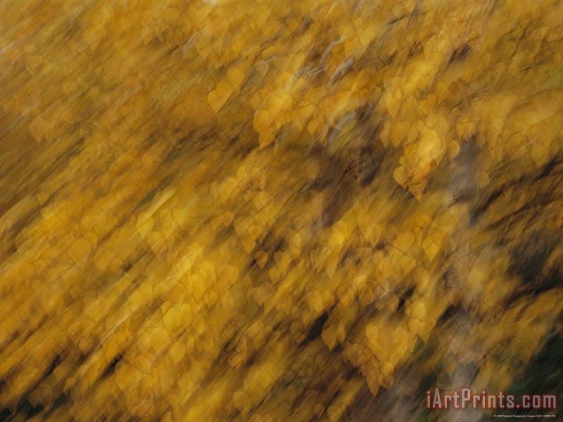 Raymond Gehman A Blurred View of Birch Trees Along The Mackenzie River Art Print