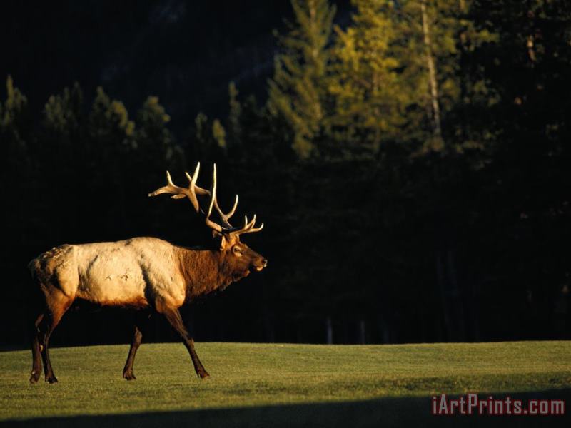 Raymond Gehman A Bull Elk Crosses a Fairway at The Banff Springs Hotel Art Painting