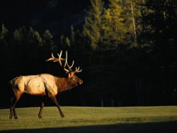 Raymond Gehman A Bull Elk Crosses a Fairway at The Banff Springs Hotel