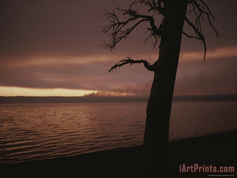 Raymond Gehman A Burned Pine Tree Is Silhouetted Against Shoshone Lake at Sunset Art Painting