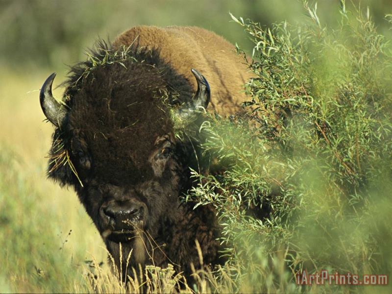 Raymond Gehman A Close Up View of an American Bison Covered with Grass Art Painting