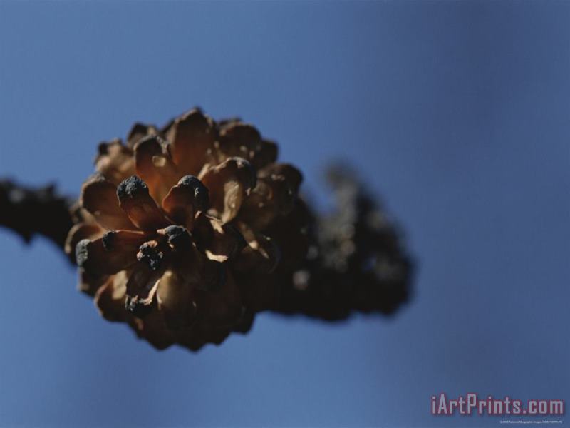 Raymond Gehman A Close View of a Lodgepole Pine Cone Burnt by a Forest Fire Art Print