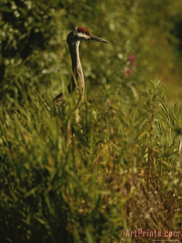 A Close View of a Sandhill Crane Standing in Tall Grasses painting - Raymond Gehman A Close View of a Sandhill Crane Standing in Tall Grasses Art Print