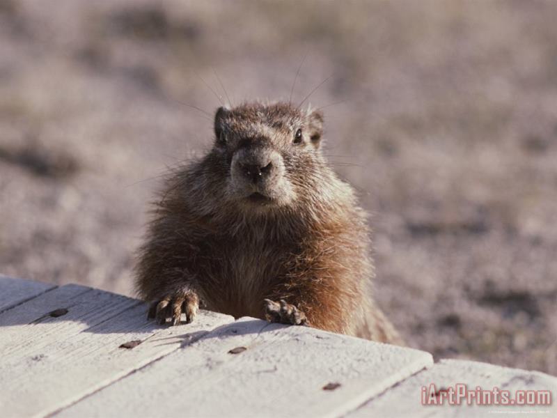 A Close View of a Yellow Bellied Marmot Yellowstone National Park painting - Raymond Gehman A Close View of a Yellow Bellied Marmot Yellowstone National Park Art Print