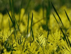 Raymond Gehman A Close View of Cattail Plants And Ferns Near The Susquehanna River
