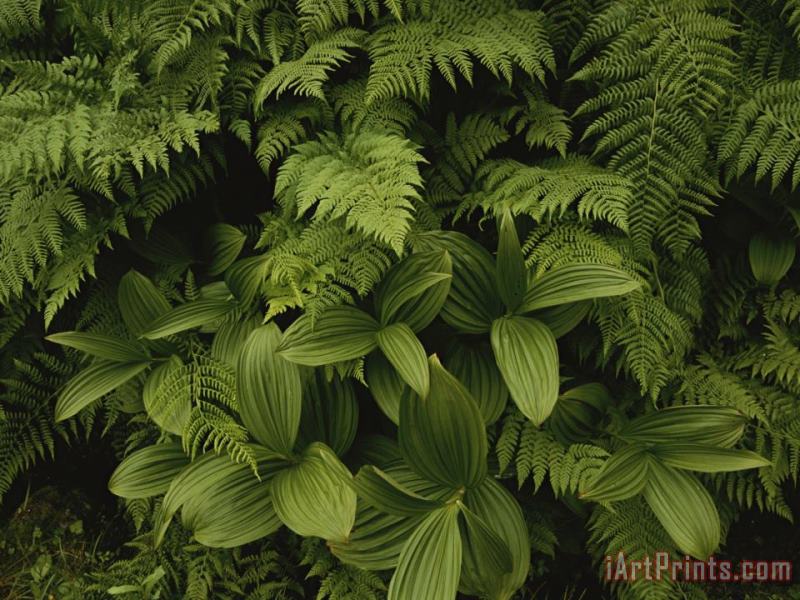 Raymond Gehman A Close View of Ferns And Hellebore Art Painting