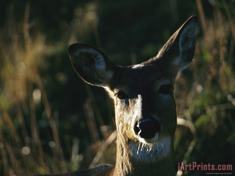 Raymond Gehman A Close View of The Face of a White Tailed Deer Art Painting