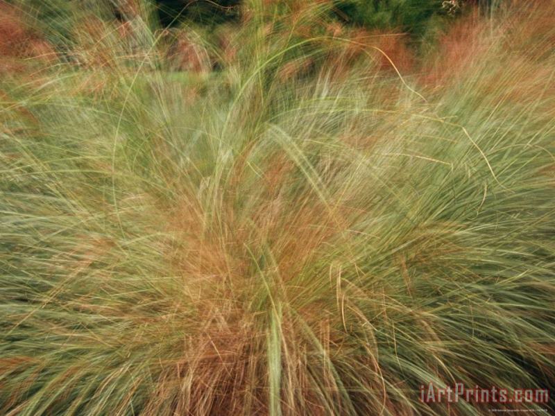 Raymond Gehman A Close View of Wind Rustled Maiden Grass Art Painting