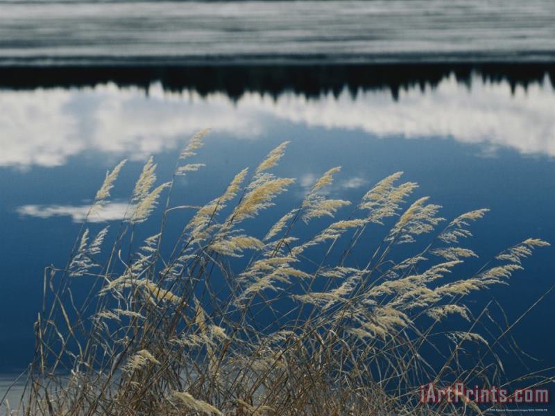 Raymond Gehman A Clump of Grasses Is Framed by Reflections of Sky And Trees in The Lake Art Print