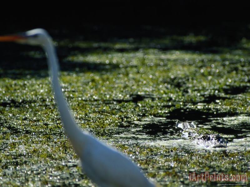 A Common Egret Wades Past an American Alligator Floating Nearby painting - Raymond Gehman A Common Egret Wades Past an American Alligator Floating Nearby Art Print