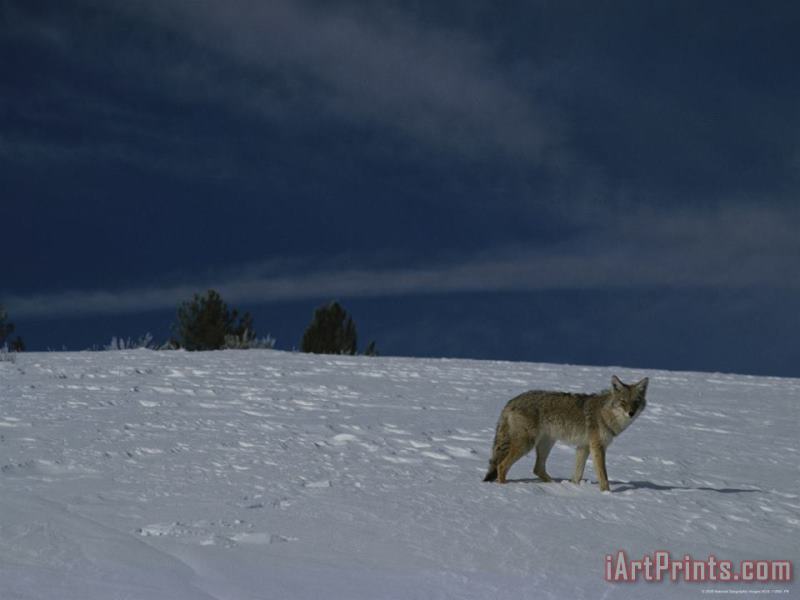 Raymond Gehman A Coyote in The Snow Yellowstone National Park Wyoming Art Print