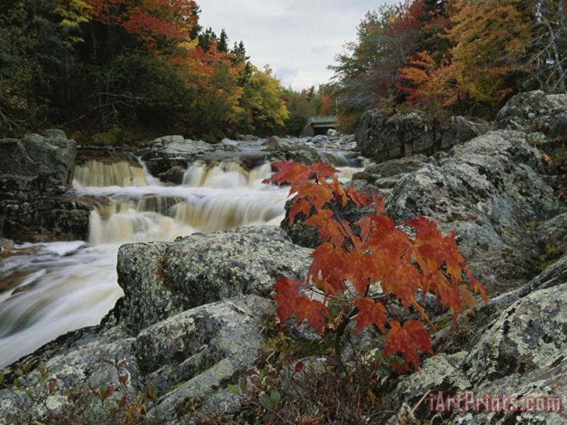 Raymond Gehman A Creek Rushes Past Autumn Colored Trees Art Print