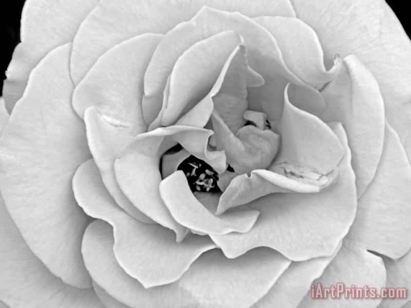 Raymond Gehman A Delicate And Splendid Rose Opens Up Her Petals Art Print