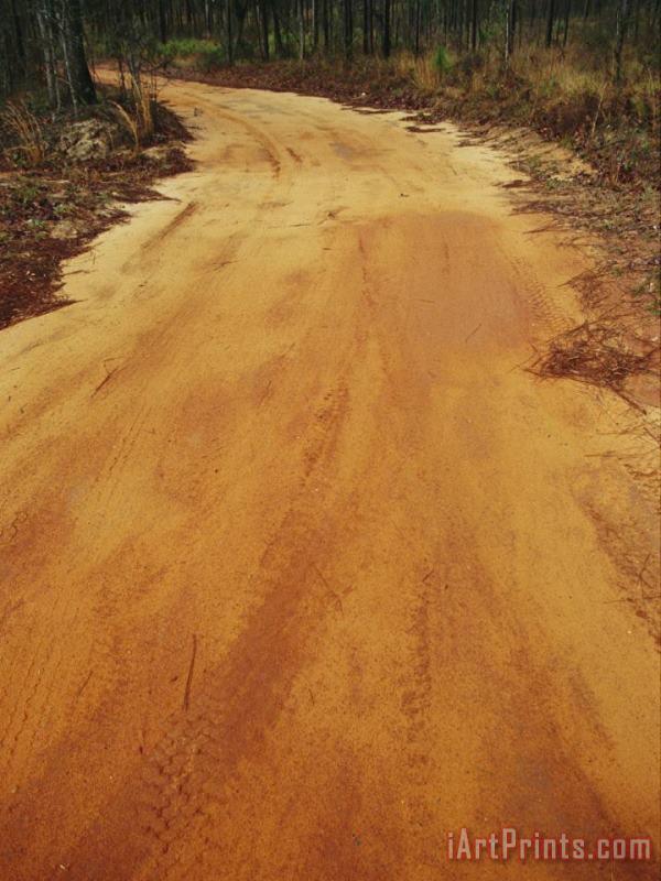Raymond Gehman A Dirt Road Traveling Through a Forest Art Painting