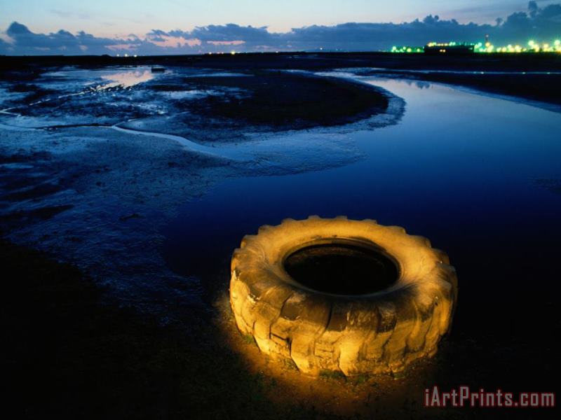 Raymond Gehman A Discarded Tire Glowing Like Neon in The Marsh Art Painting