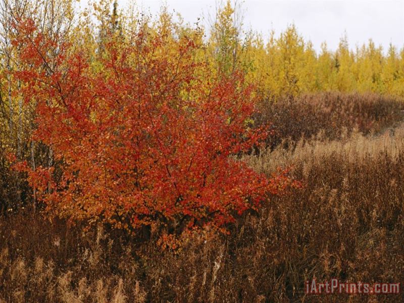 A Dwarf Birch Tree Shows Its Autumn Colors painting - Raymond Gehman A Dwarf Birch Tree Shows Its Autumn Colors Art Print
