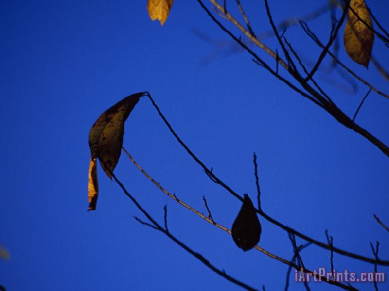 Raymond Gehman A Few Leaves Clinging to Tree Branches in Autumn Art Print