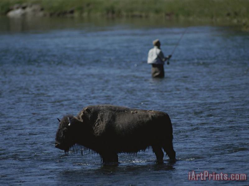 A Fisherman And Buffalo Share Water Space in The Yellowstone River painting - Raymond Gehman A Fisherman And Buffalo Share Water Space in The Yellowstone River Art Print