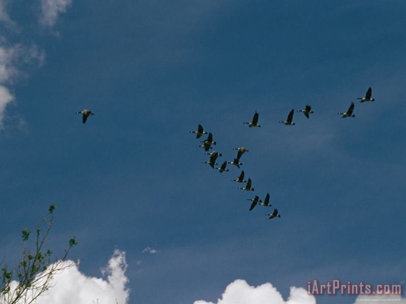 A Flock of Canada Geese Fly in Formation Above Wade Island painting - Raymond Gehman A Flock of Canada Geese Fly in Formation Above Wade Island Art Print