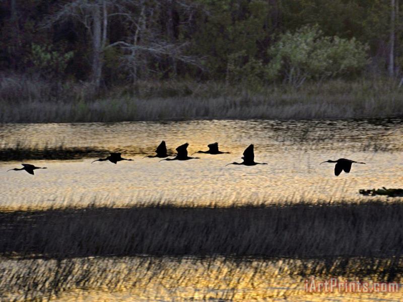 Raymond Gehman A Flock of Ibis Fly Over The Sunset Colored Marsh Art Print