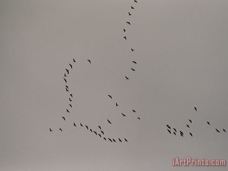 Raymond Gehman A Flock of Tundra Swans Fly Above The Mackenzie River Art Print