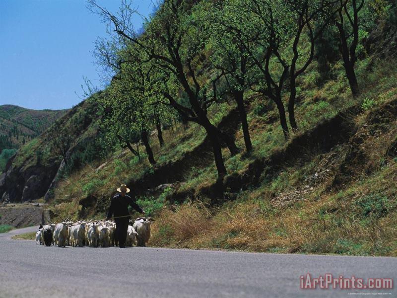 Raymond Gehman A Goatherd Leads His Flock of Goats Along a Rural Road Near Beijing Art Print
