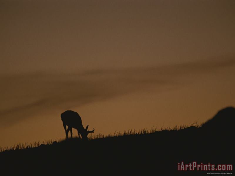 Raymond Gehman A Grazing Pronghorn Silhouetted Against The Evening Sky Art Painting
