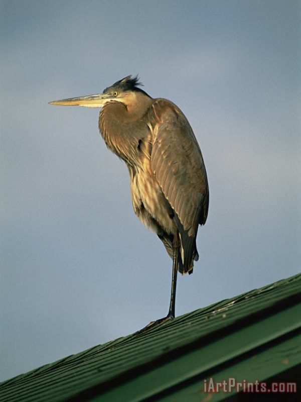 A Great Blue Heron Perches on a Rooftop in The Gulf Islands National Seashore painting - Raymond Gehman A Great Blue Heron Perches on a Rooftop in The Gulf Islands National Seashore Art Print